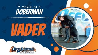 Video Thumbnail: Doberman, 2 Year Old, Vader | Best Dog Trainers Northern VA, Community Program | Off Leash K9
