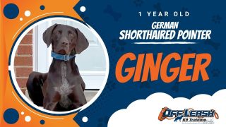 Video Thumbnail: GINGER | 1YEAR OLD | GSP | BEST | DOG | TRAINING | NORTHERN VIRGINIA | OFF LEASH | RELIABLE
