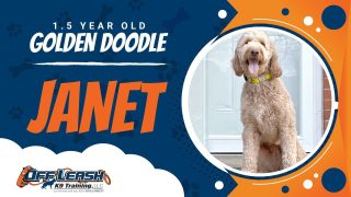 Video Thumbnail: JANET | 1.5 YEAR OLD | GOLDEN DOODLE | REAL | DOG | TRAINING | WITH REAL WORLD | RESULTS